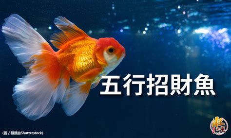 小型招財魚|【招財小型魚】招財魚不藏私！千元內必收招財小型魚 TOP 3 –